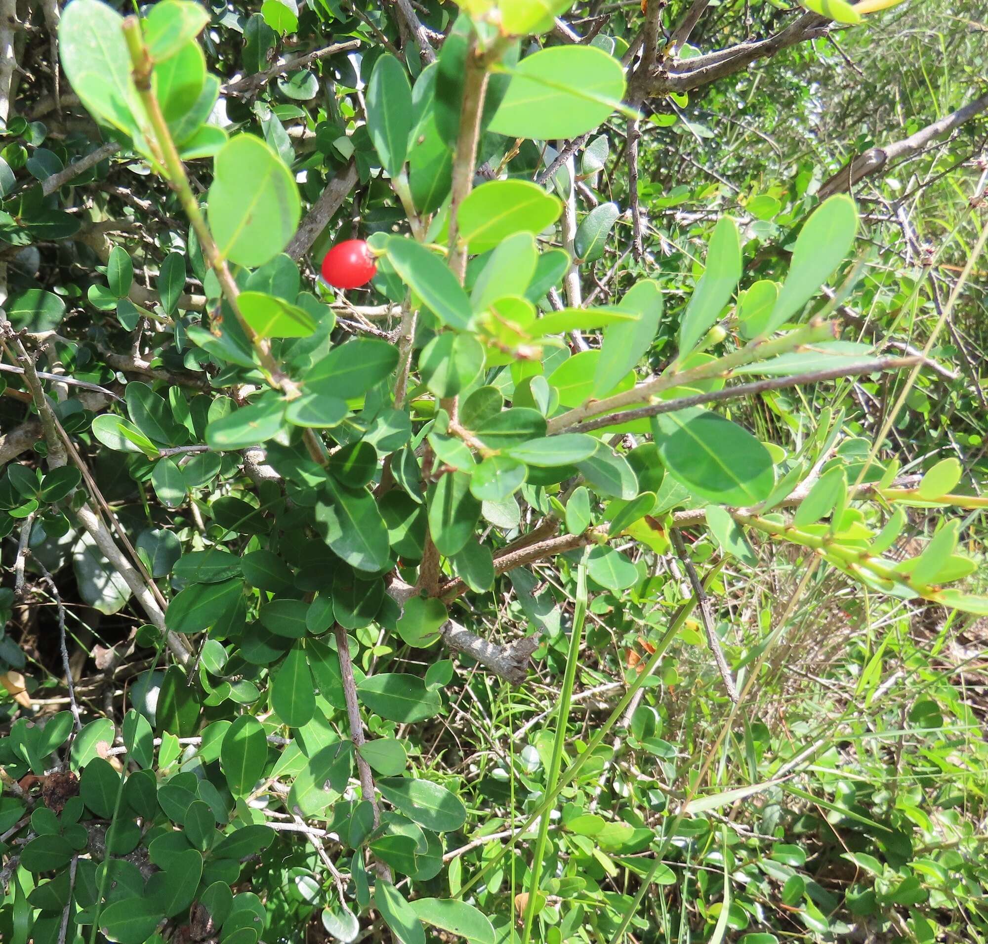 Image of Erythroxylum delagoense Schinz.