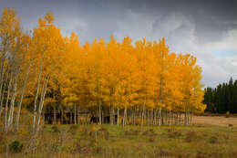 Image of narrowleaf cottonwood