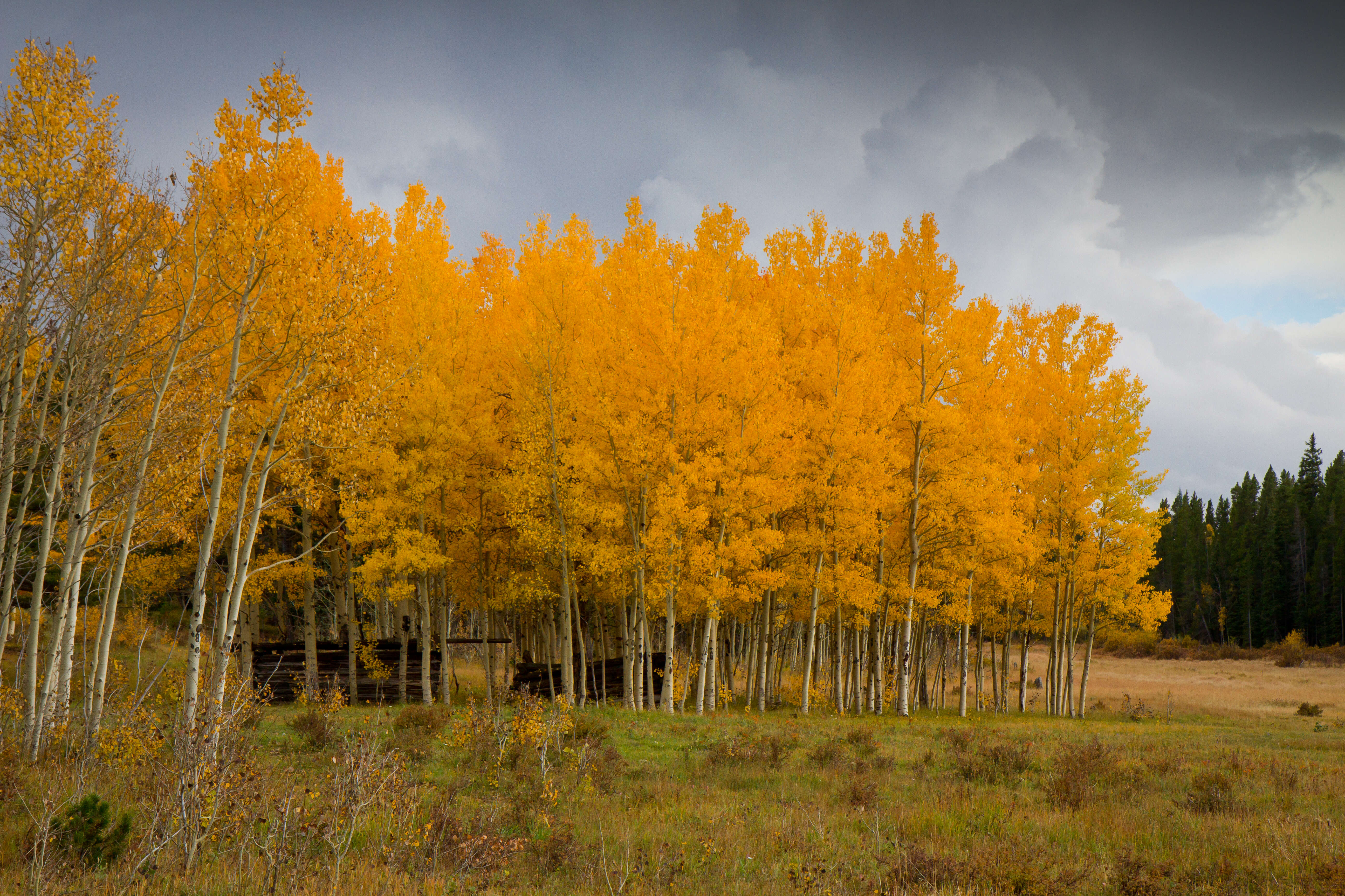 Image of narrowleaf cottonwood