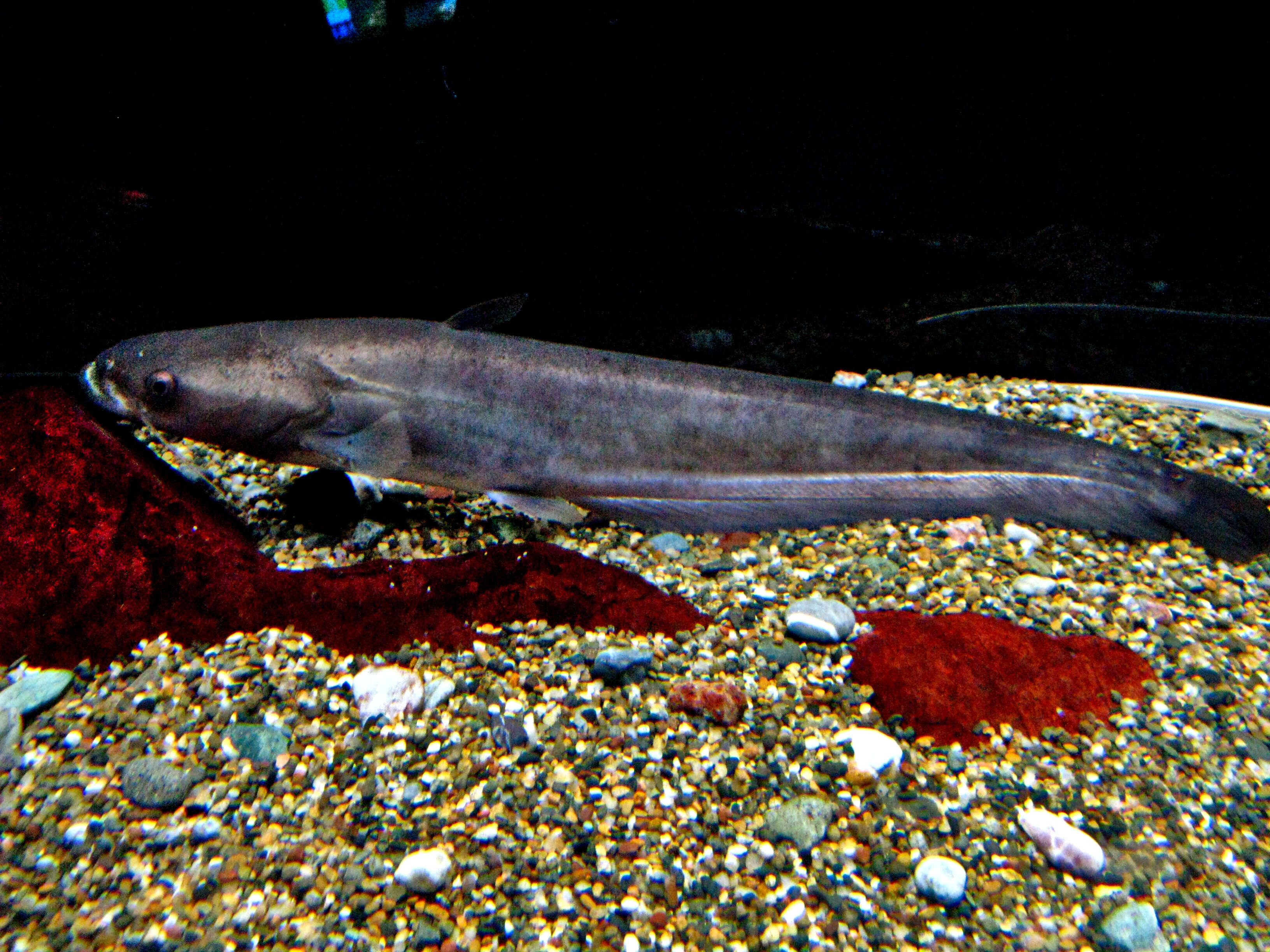 Image of Eurasian catfish