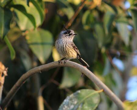 Image of Tufted Tit-Tyrant