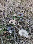 Image of Pulsatilla pratensis subsp. hungarica Soó