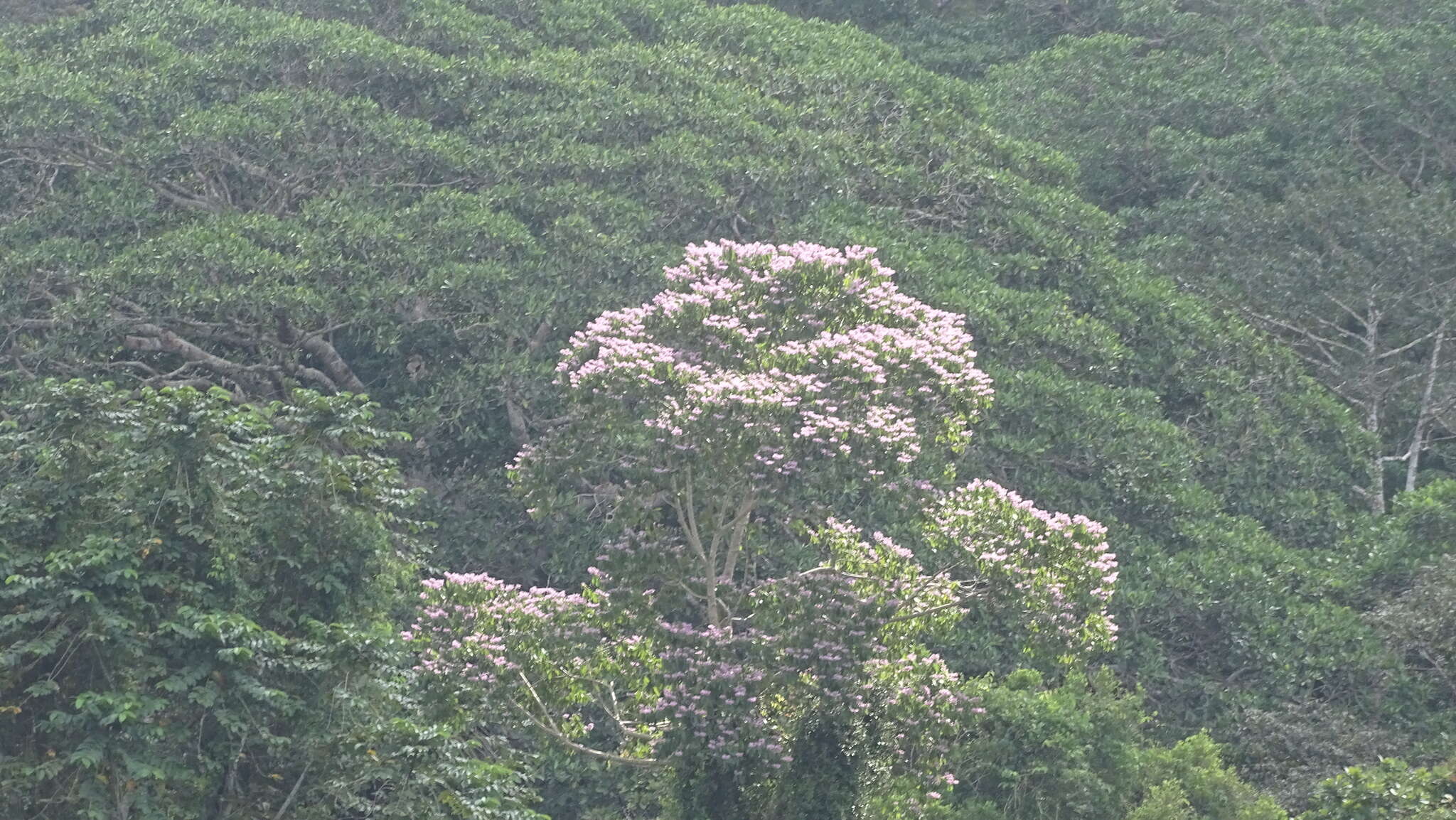 Image de Trichospermum galeottii (Turcz.) Kosterm.
