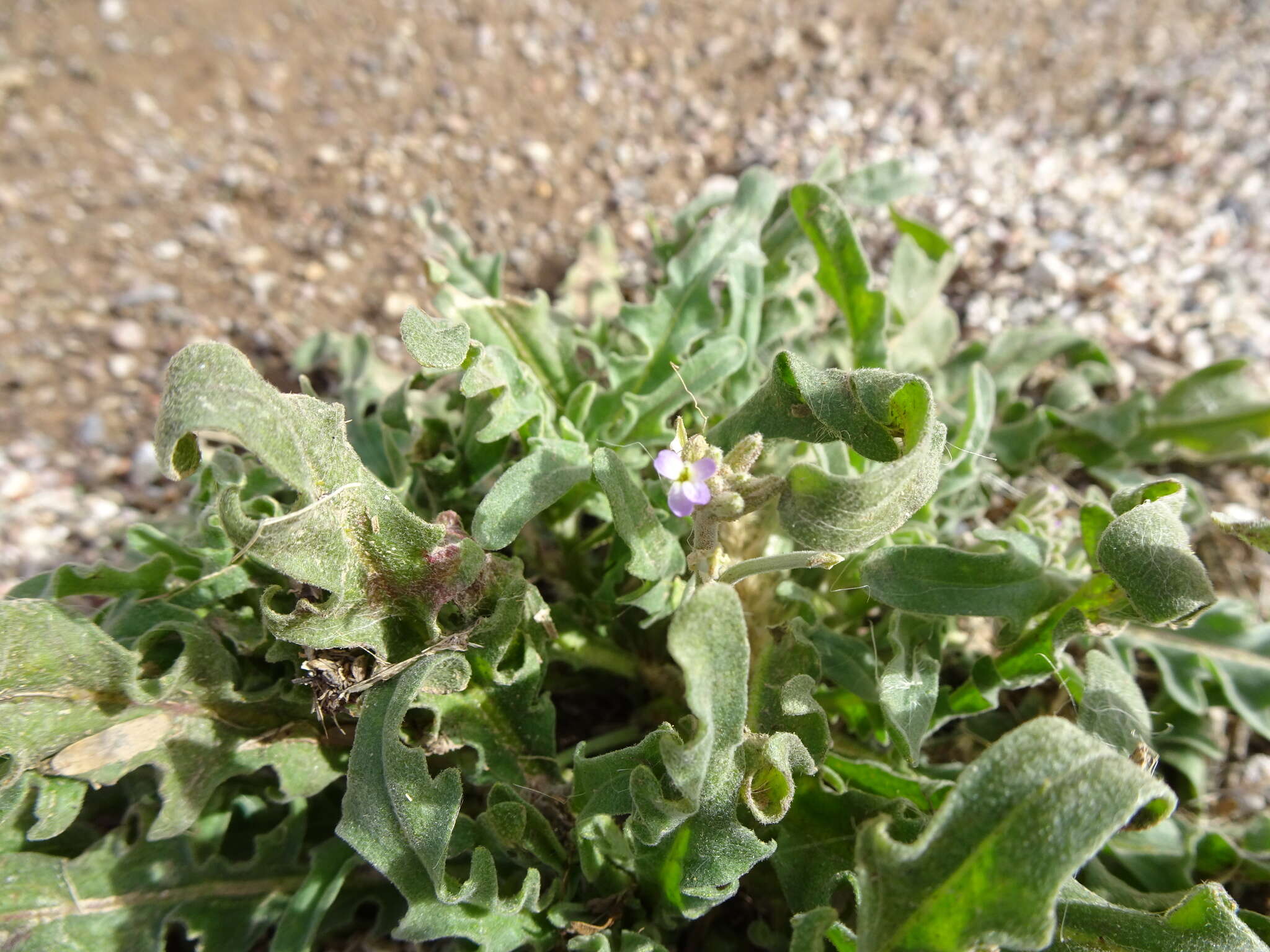 Image of Matthiola parviflora (Schousb.) W. T. Aiton