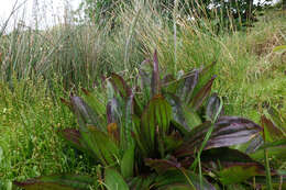 Image of Mexican Plantain