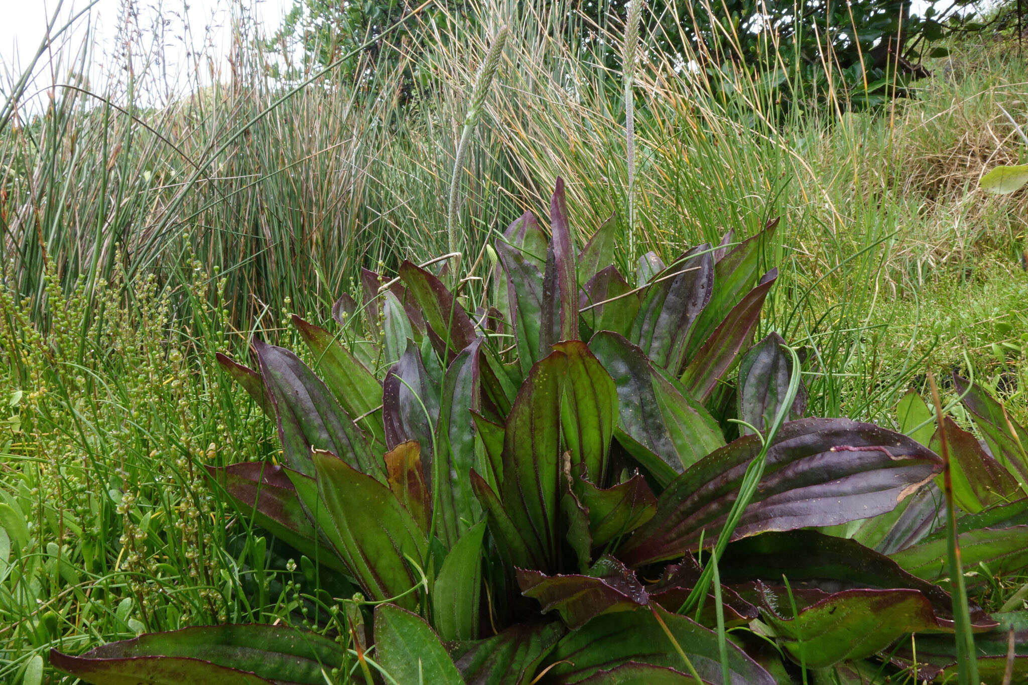 صورة Plantago australis Lam.