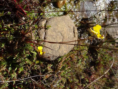 Image of Utricularia prehensilis E. Mey.