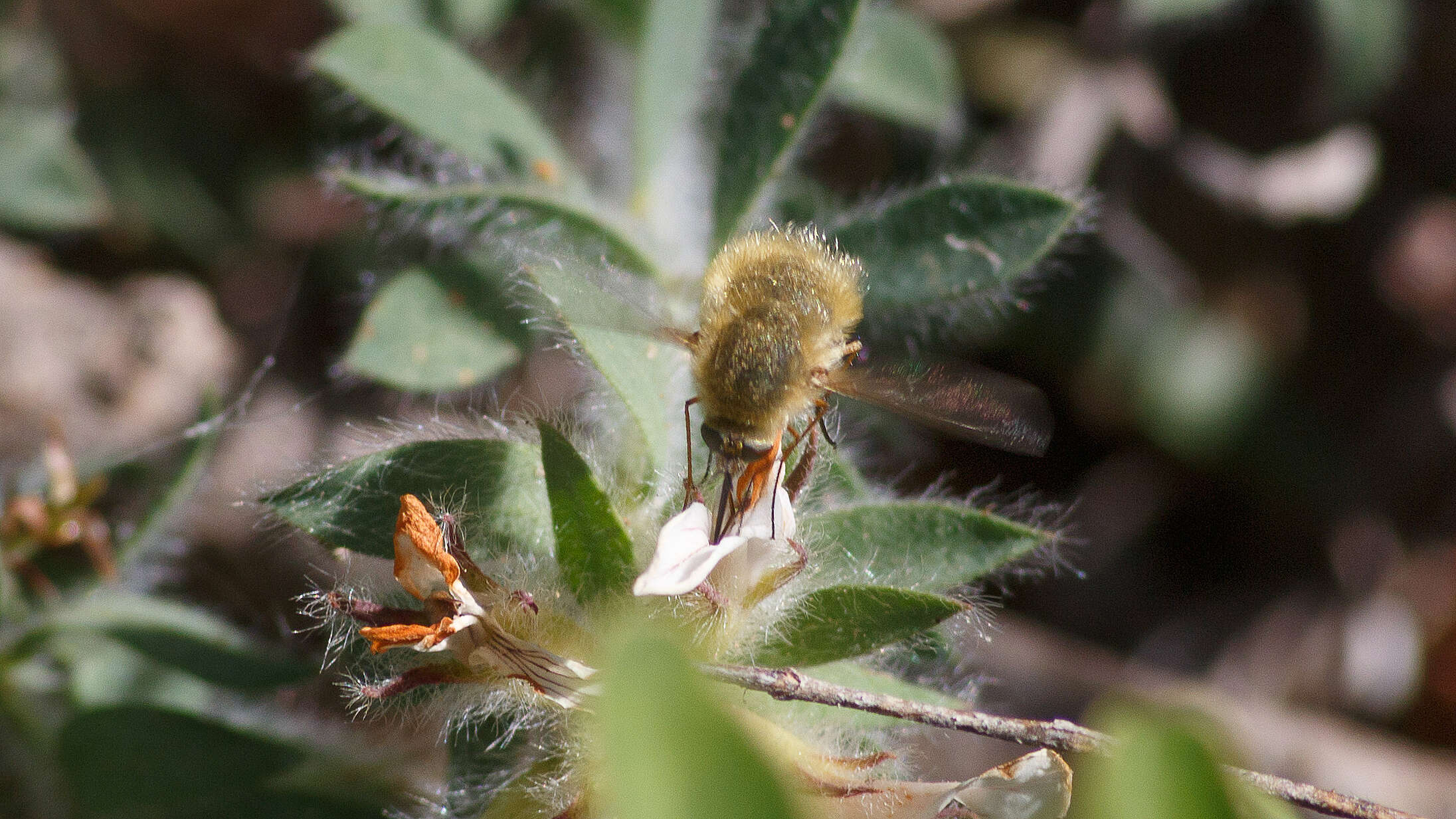 Image of Large bee-fly