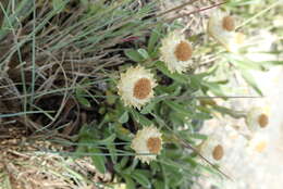 Image of Dwarf Everlasting