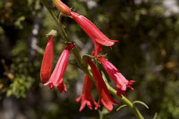 Image of Penstemon lanceolatus Benth.