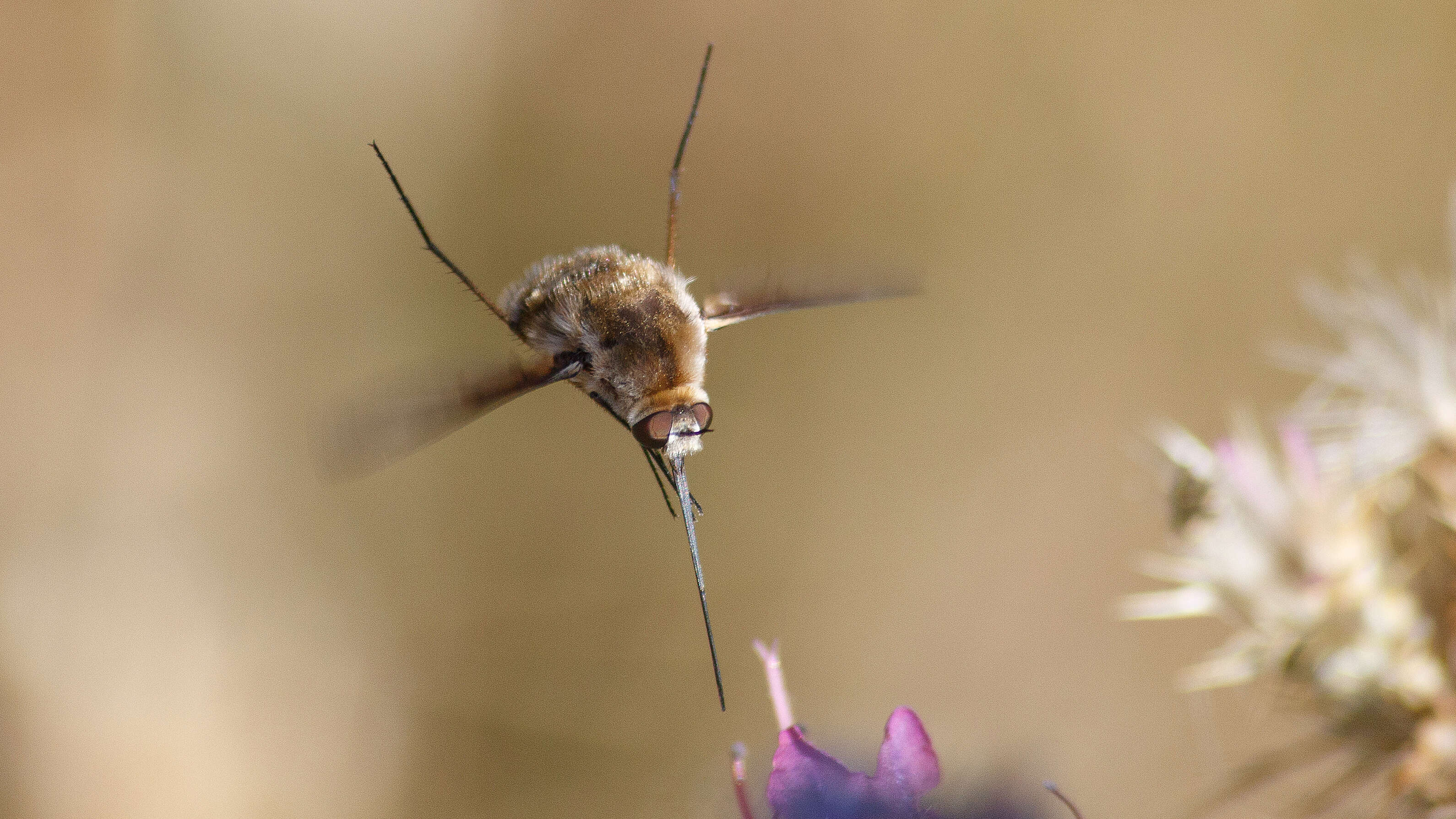 Image of Large bee-fly