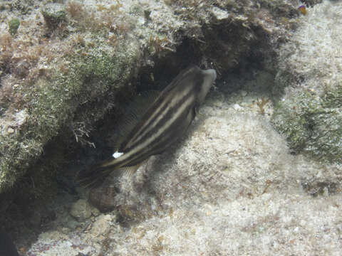 Image of Orangespotted Filefish