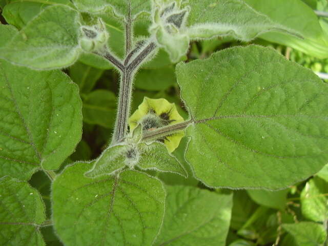 Image of Peruvian groundcherry