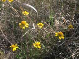 Imagem de Helenium drummondii H. Rock