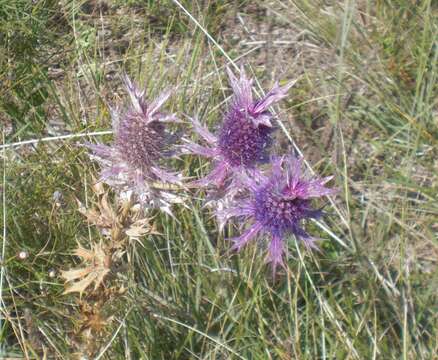 Image of Leavenworth's eryngo