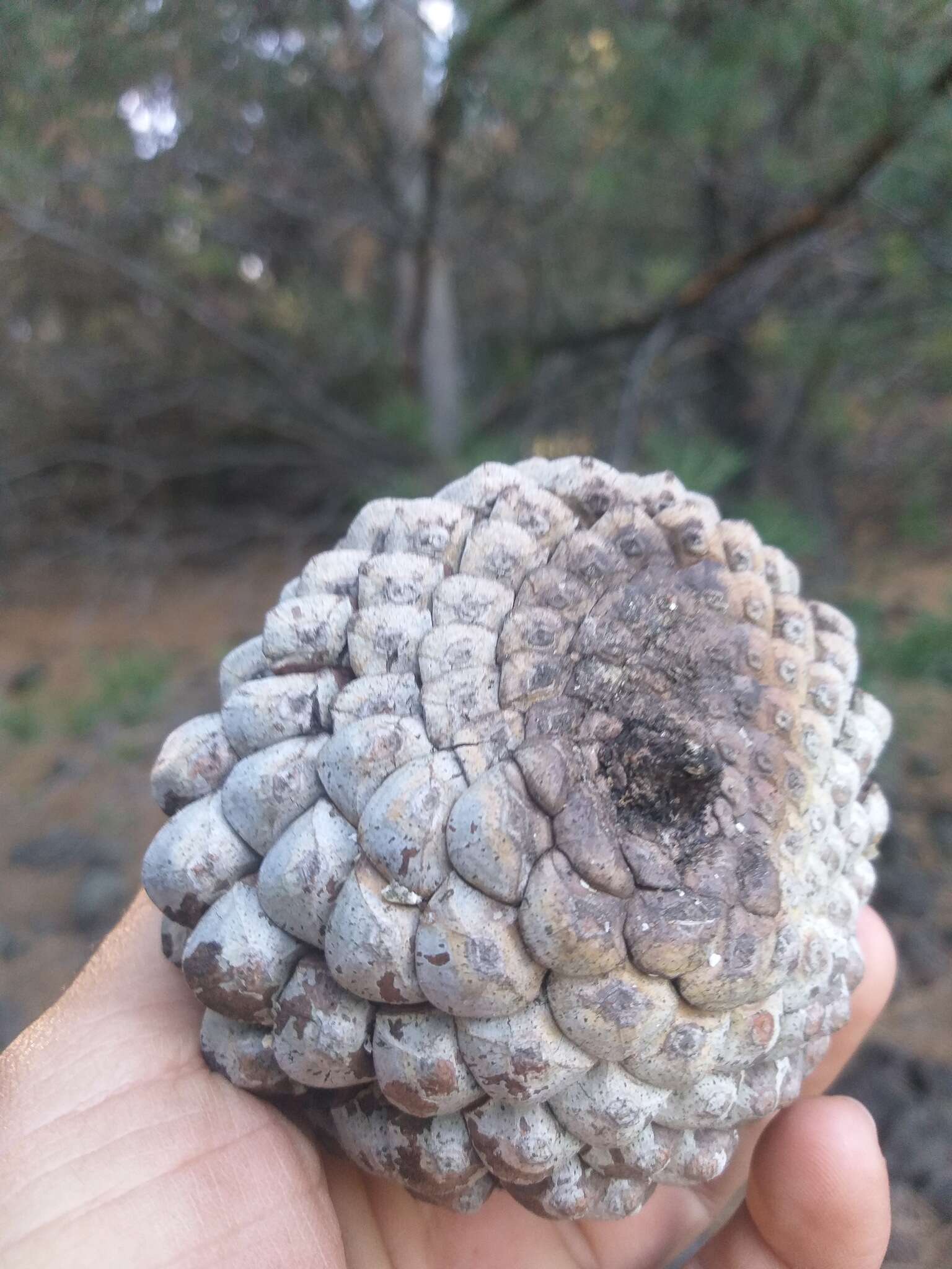 Image of Guadalupe island pine