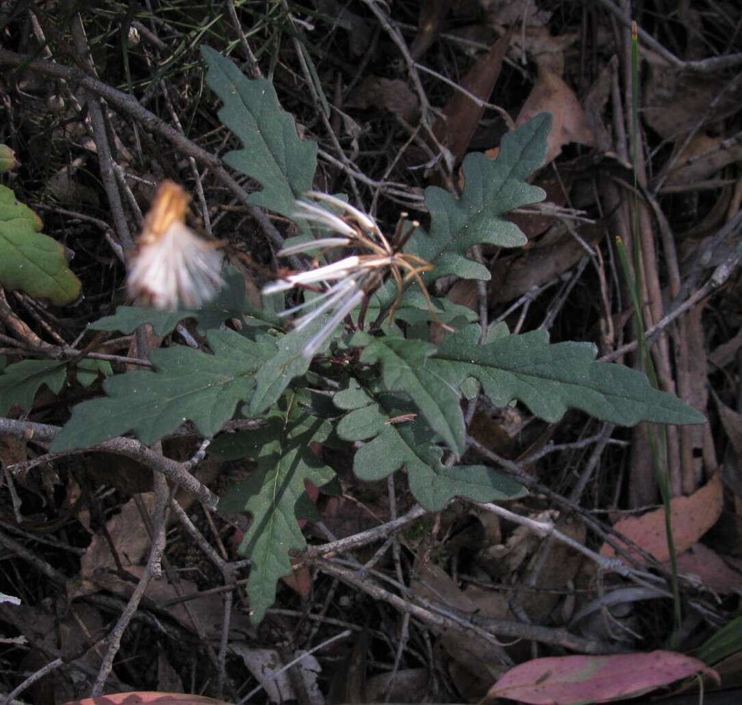 Image of Arrhenechthites mixtus (A. Rich.) Belcher