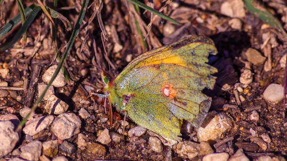 Image of clouded yellow