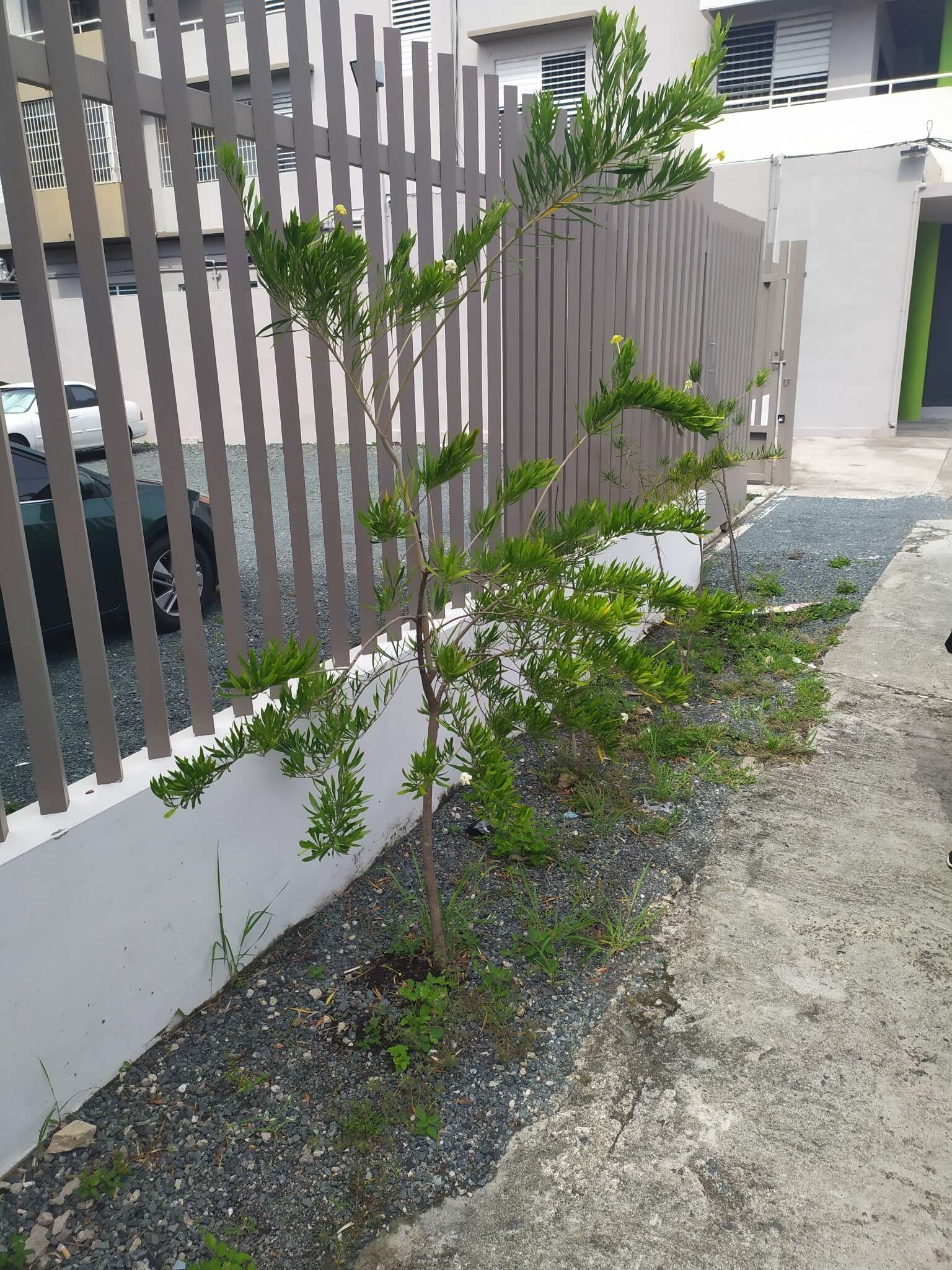 Brunfelsia densifolia Krug & Urb. resmi