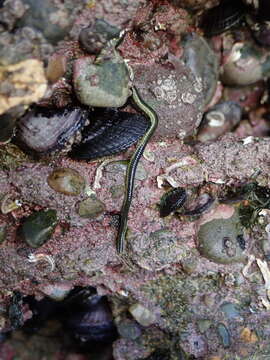 صورة Eulalia microphylla Schmarda 1861