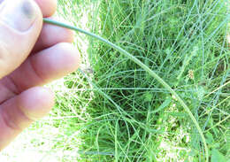 Imagem de Cyperus marginatus Thunb.