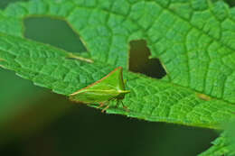 Image of Alchisme grossa Fairmaire