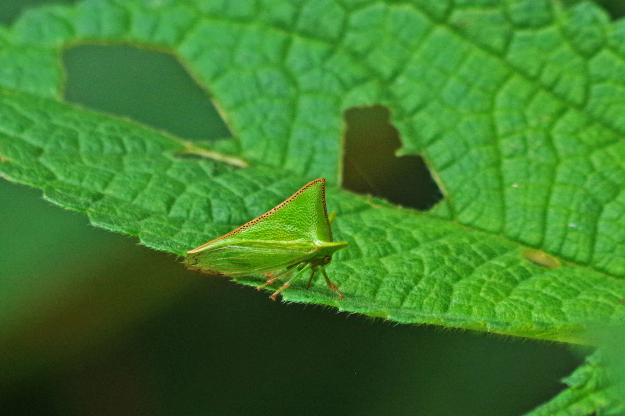 Image of Alchisme grossa Fairmaire