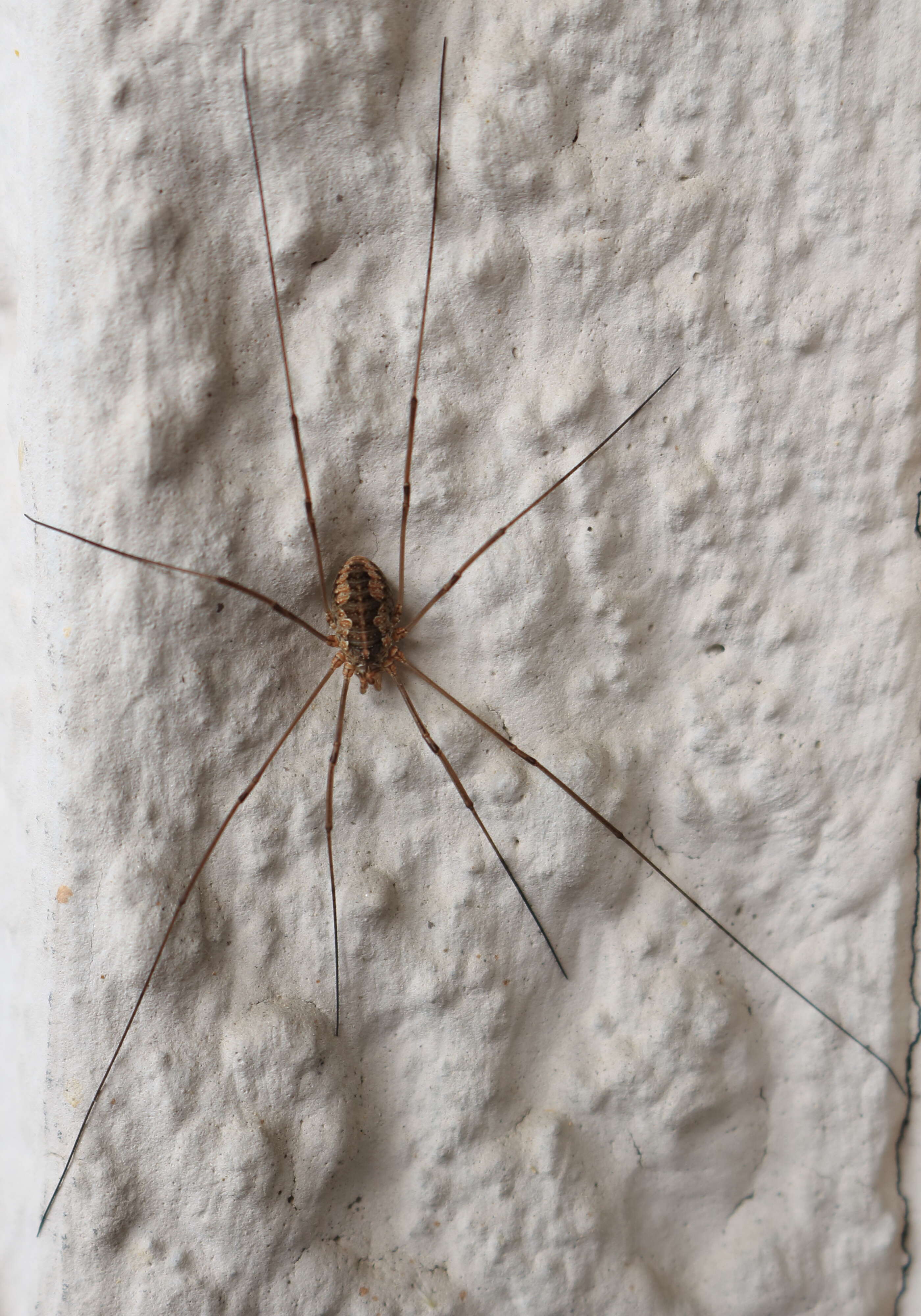 Image of Daddy longleg