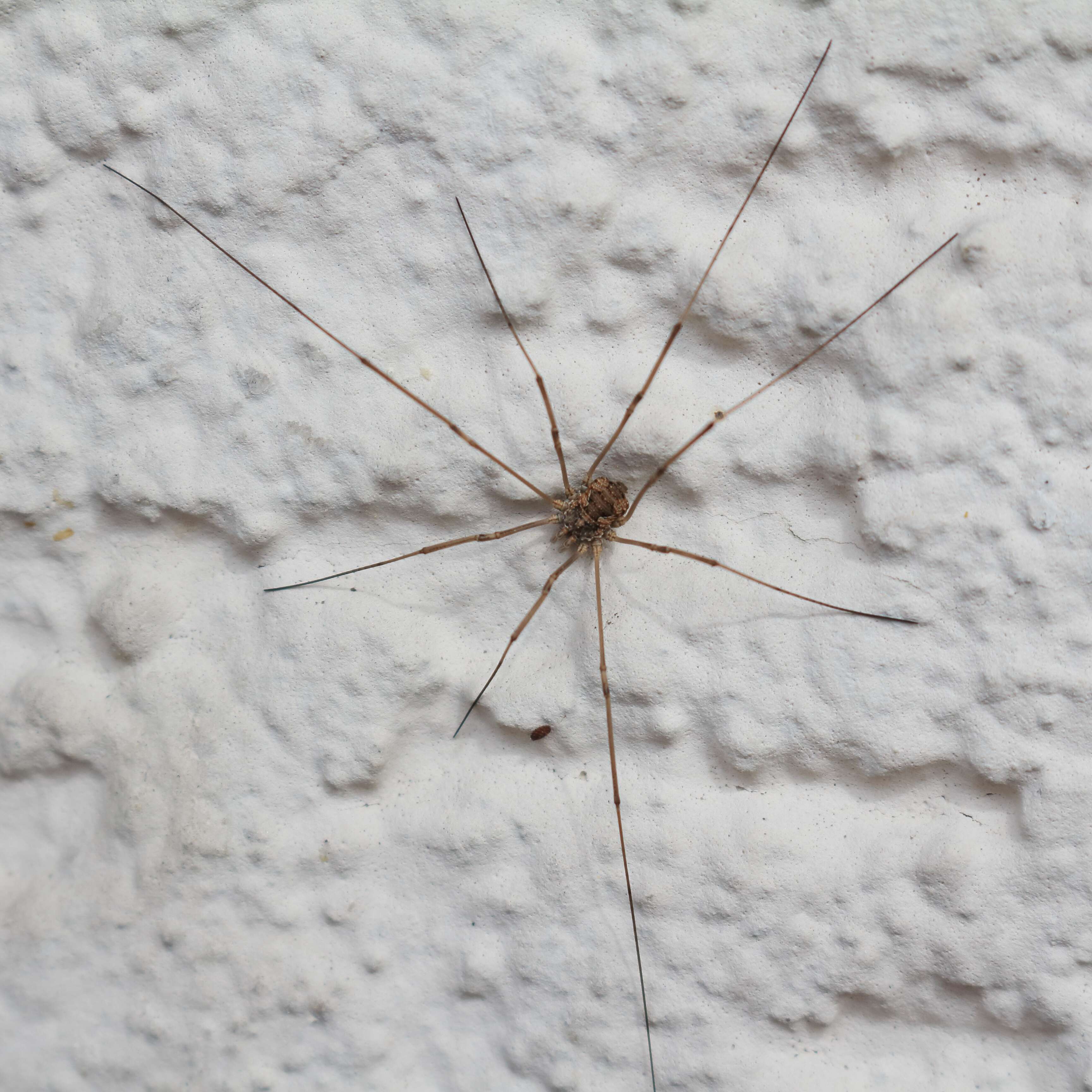 Image of Daddy longleg