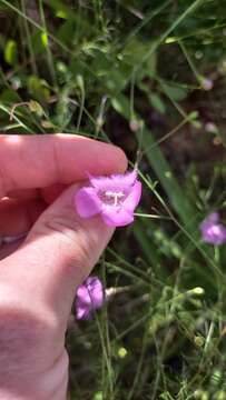 Image of Seminole False Foxglove