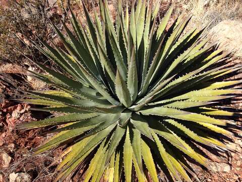 Image of Utah agave