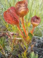 Imagem de Daviesia alternifolia Endl.