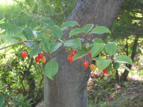 Imagem de Elaeagnus multiflora Thunb.