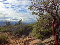 Image of pointleaf manzanita