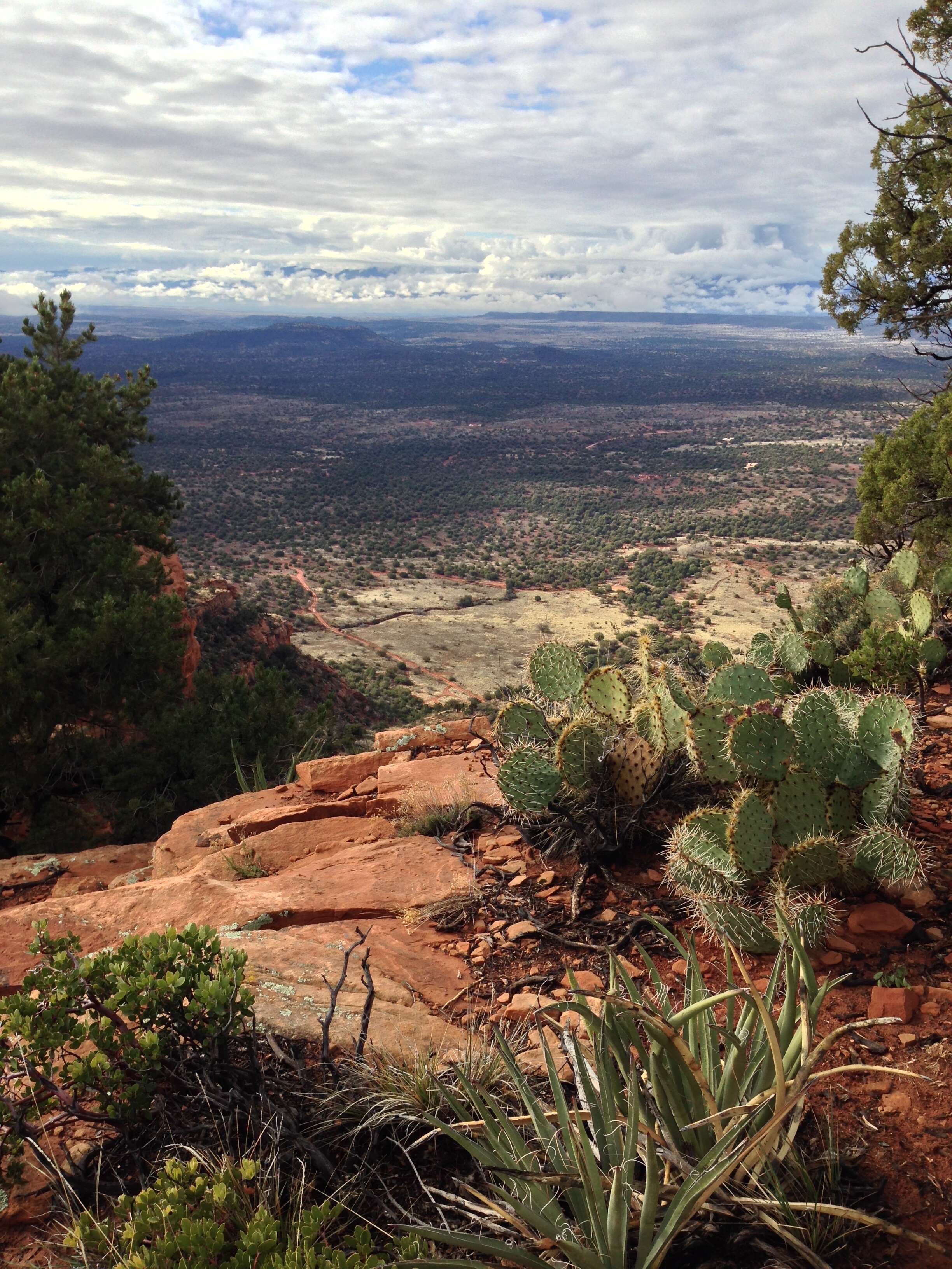 Image of Brownspine Pricklypear