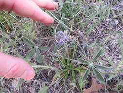 Psoralea hypogaea Torr. & A. Gray resmi