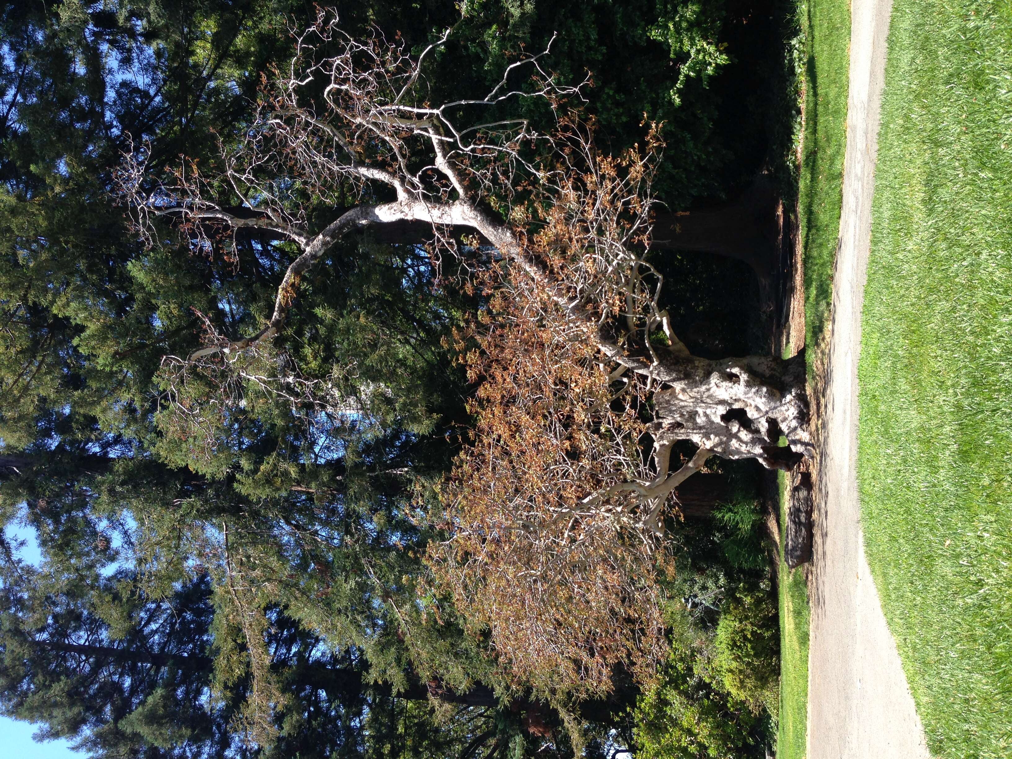 Image of California buckeye