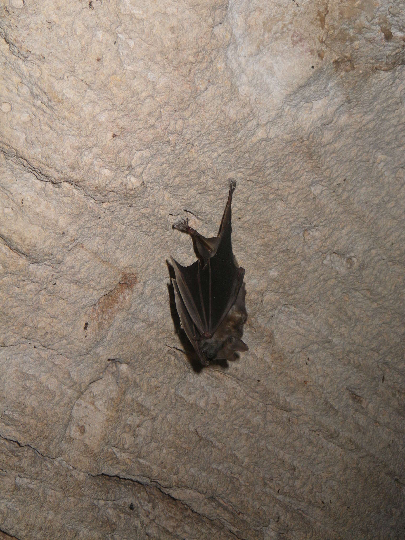 Image of Cuban Fruit-eating Bat