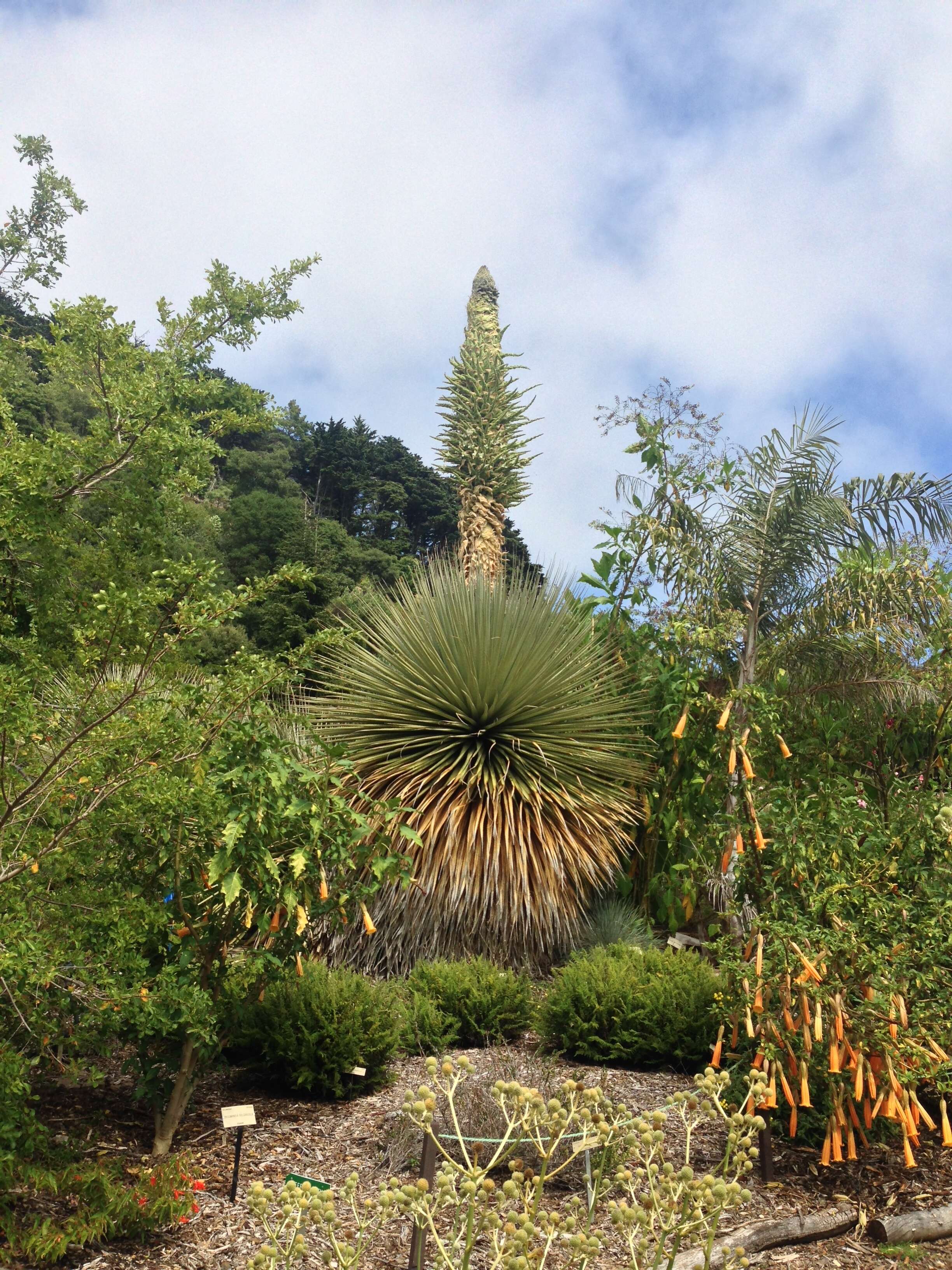 Image de Puya raimondii Harms