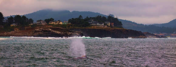 Image of gray whales