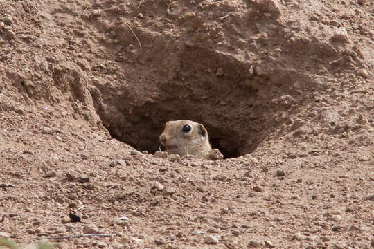 Image of spotted ground squirrel