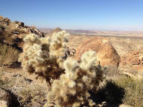 Image of Wiggins' cholla