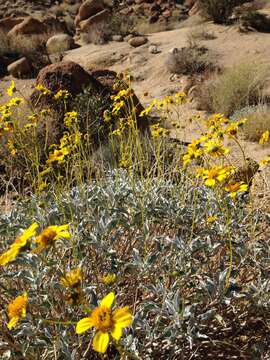 Sivun Encelia farinosa A. Gray ex Torr. kuva