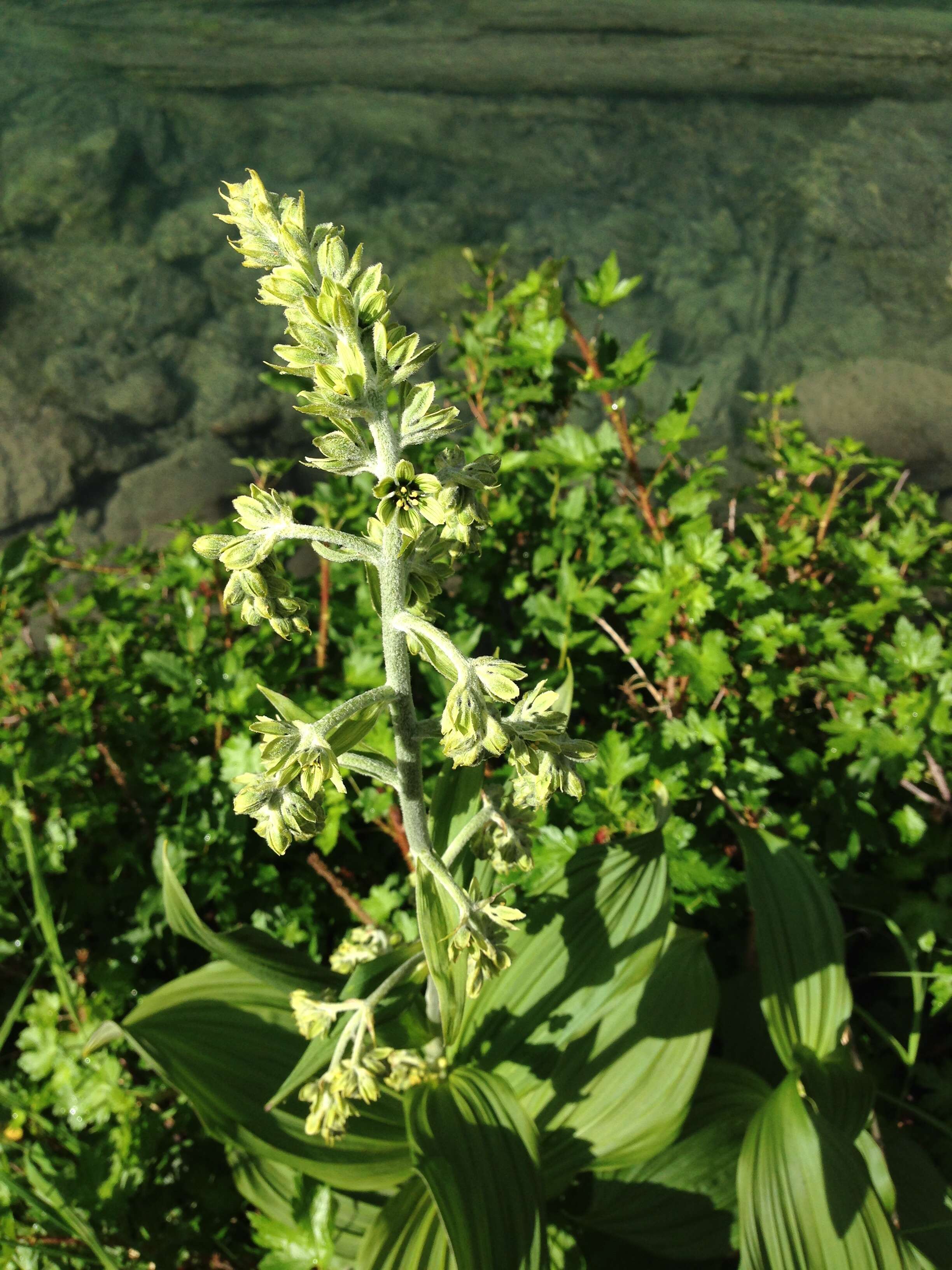 Image of False Hellebore