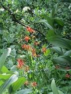 Image of western columbine