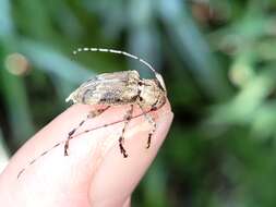 Image of Leptostylopsis planidorsus (Le Conte 1873)