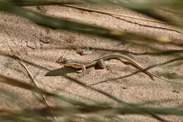 Image of Wedge-snouted Desert Lizard