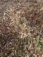 Image of reed canarygrass