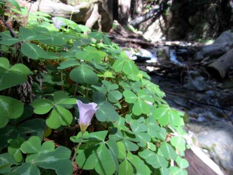 Image of redwood-sorrel