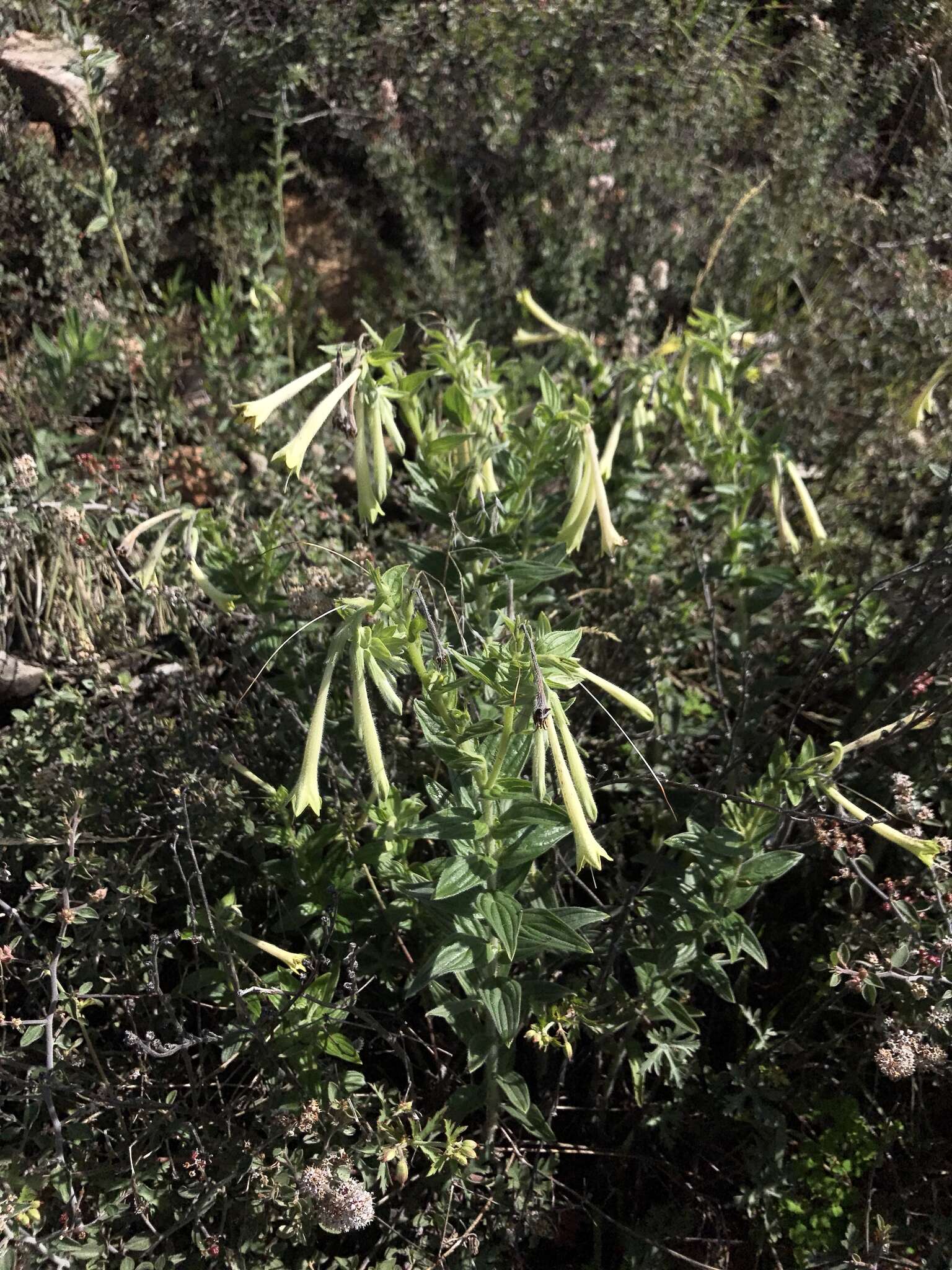 Image of giant-trumpets